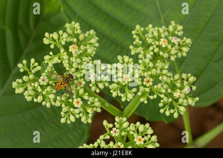 Fliegen, nicht identifizierte, Aarey Milch Kolonie, Indien. Fliegen gehören zu ihren Auftrag Diptera von Insekten. Der Name entsteht Dipteren von Grün Worte 'di' Bedeutung Stockfoto