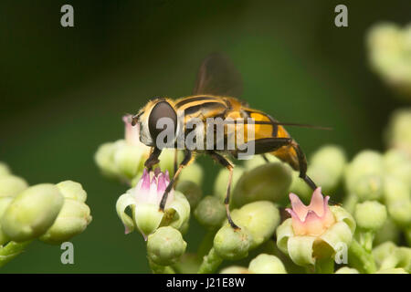 Fliegen, nicht identifizierte, Aarey Milch Kolonie, Indien. Fliegen gehören zu ihren Auftrag Diptera von Insekten. Der Name entsteht Dipteren von Grün Worte 'di' Bedeutung Stockfoto