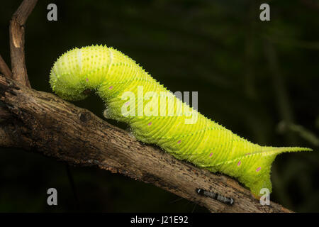 Falter Raupe, Aarey Milch Kolonie Indien. Die Raupen der Nachtfalter sind gefräßige Zufuhren macht sie zu einer der wichtigsten Schädlinge der Landwirtschaft. Stockfoto