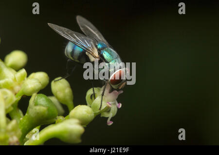 Fliegen, nicht identifizierte, Aarey Milch Kolonie, Indien. Fliegen gehören zu ihren Auftrag Diptera von Insekten. Der Name entsteht Dipteren von Grün Worte 'di' Bedeutung Stockfoto