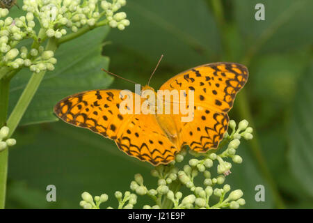 Gemeinsamen Leopard Schmetterling, Phalanta Phalantha, Aarey Milch Kolonie Indien. Stockfoto