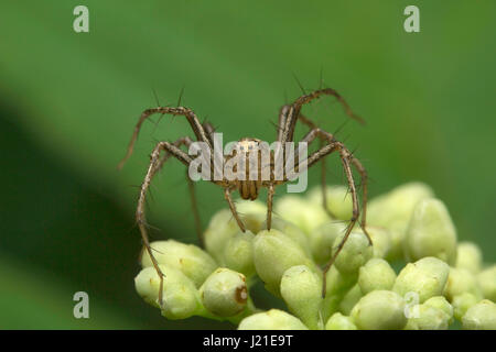 Luchs Spinne, Oxyopidae, Aarey Milch Kolonie, Indien. Stockfoto