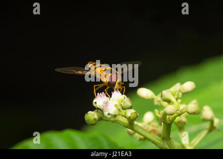 Fliegen, nicht identifizierte, Aarey Milch Kolonie, Indien. Fliegen gehören zu ihren Auftrag Diptera von Insekten. Der Name entsteht Dipteren von Grün Worte 'di' Bedeutung Stockfoto