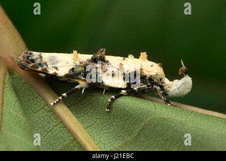 Tonica niviferana (Walker, 1864 Moth, Aarey Milk Colony, INDIEN. Die Falter gehören zu den am häufigsten untersuchten Lepidopteren der Welt. Stockfoto