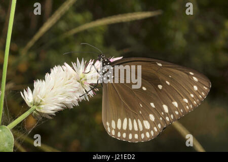 Gemeinsamen Crow Euploea Core, Aarey Milch Kolonie Indien. Stockfoto