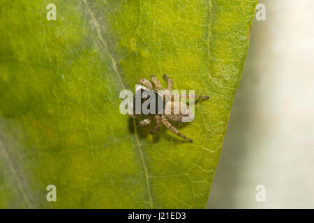 Springen Spinne, Salticidae, Aarey Milch-Kolonie, Indien. Die springenden Spinne Familie (Salticidae) enthält über 600 beschriebenen Gattungen und mehr als 5800 Stockfoto