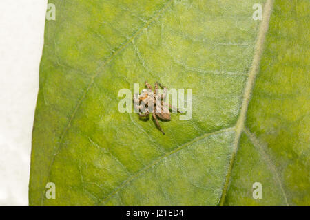 Springen Spinne, Salticidae, Aarey Milch-Kolonie, Indien. Die springenden Spinne Familie (Salticidae) enthält über 600 beschriebenen Gattungen und mehr als 5800 Stockfoto