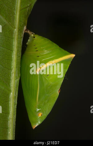 Schmetterling Puppe, gemeiner Baron, Aarey Milk Colony, INDIEN. Euthalia aconthea Stockfoto