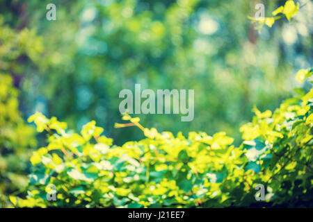 Natürliche erlauben Blätter des Baumes Hintergrund. Frühjahr oder Sommer Blätter Baum Wald oder Garten, Laub Bokeh. Stockfoto