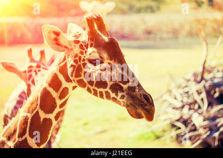 Porträt einer Giraffe grün natürlichen Hintergrund Stockfoto