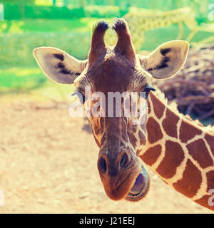 Porträt einer Giraffe grün natürlichen Hintergrund Stockfoto