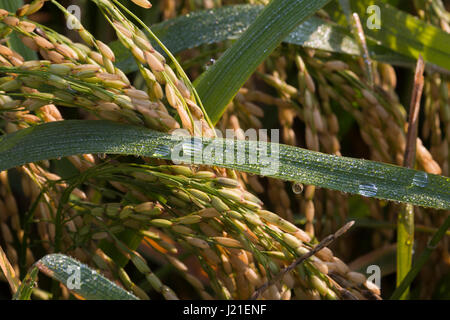 Tautropfen auf Paddy Garben in Dhaka, Bangladesch. Stockfoto