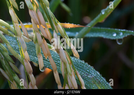 Tautropfen auf Paddy Garben in Dhaka, Bangladesch. Stockfoto