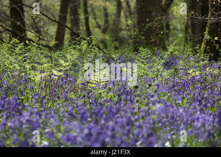 Effingham Surrey, UK. 23. April 2017. Die Glockenblumen sind an ihrer Spitze am alten Simm Wäldchen in der Nähe von Effingham Surrey, einen schönen duftenden Teppich blau unter den Bäumen zu schaffen. Dies ist eine alte Waldgebiet von hauptsächlich Buche und Splitter Birken wo die traditionellen englischen Glockenblumen gedeihen. Bildnachweis: Julia Gavin UK/Alamy Live-Nachrichten Stockfoto