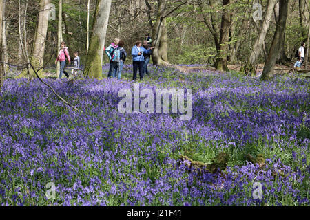 Effingham Surrey, UK. 23. April 2017. Die Glockenblumen sind an ihrer Spitze am alten Simm Wäldchen in der Nähe von Effingham Surrey, einen schönen duftenden Teppich blau unter den Bäumen zu schaffen. Dies ist eine alte Waldgebiet von hauptsächlich Buche und Splitter Birken wo die traditionellen englischen Glockenblumen gedeihen. Bildnachweis: Julia Gavin UK/Alamy Live-Nachrichten Stockfoto