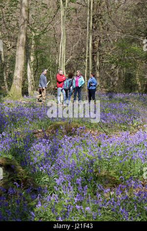 Effingham Surrey, UK. 23. April 2017. Die Glockenblumen sind an ihrer Spitze am alten Simm Wäldchen in der Nähe von Effingham Surrey, einen schönen duftenden Teppich blau unter den Bäumen zu schaffen. Dies ist eine alte Waldgebiet von hauptsächlich Buche und Splitter Birken wo die traditionellen englischen Glockenblumen gedeihen. Bildnachweis: Julia Gavin UK/Alamy Live-Nachrichten Stockfoto