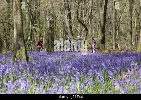 Effingham Surrey, UK. 23. April 2017. Die Glockenblumen sind an ihrer Spitze am alten Simm Wäldchen in der Nähe von Effingham Surrey, einen schönen duftenden Teppich blau unter den Bäumen zu schaffen. Dies ist eine alte Waldgebiet von hauptsächlich Buche und Splitter Birken wo die traditionellen englischen Glockenblumen gedeihen. Bildnachweis: Julia Gavin UK/Alamy Live-Nachrichten Stockfoto