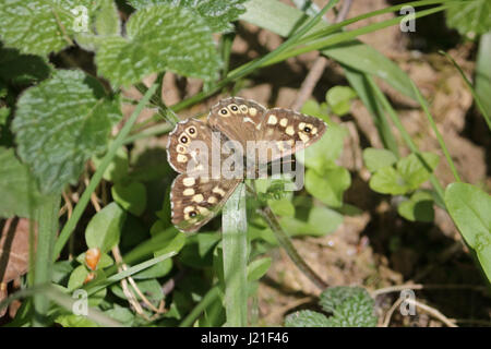 Effingham Surrey, UK. 23. April 2017. Ein gesprenkelten Holz Schmetterling am alten Simm Wäldchen in der Nähe von Effingham Surrey. Bildnachweis: Julia Gavin UK/Alamy Live-Nachrichten Stockfoto