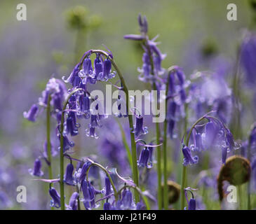 Effingham Surrey, UK. 23. April 2017. Die Glockenblumen sind an ihrer Spitze am alten Simm Wäldchen in der Nähe von Effingham Surrey, einen schönen duftenden Teppich blau unter den Bäumen zu schaffen. Dies ist eine alte Waldgebiet von hauptsächlich Buche und Splitter Birken wo die traditionellen englischen Glockenblumen gedeihen. Bildnachweis: Julia Gavin UK/Alamy Live-Nachrichten Stockfoto