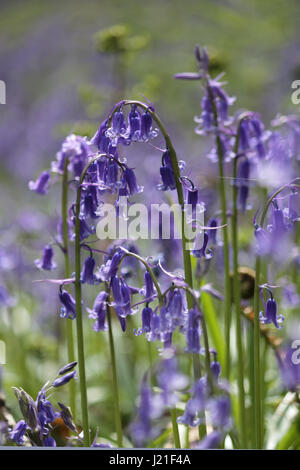 Effingham Surrey, UK. 23. April 2017. Die Glockenblumen sind an ihrer Spitze am alten Simm Wäldchen in der Nähe von Effingham Surrey, einen schönen duftenden Teppich blau unter den Bäumen zu schaffen. Dies ist eine alte Waldgebiet von hauptsächlich Buche und Splitter Birken wo die traditionellen englischen Glockenblumen gedeihen. Bildnachweis: Julia Gavin UK/Alamy Live-Nachrichten Stockfoto