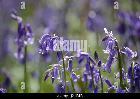 Effingham Surrey, UK. 23. April 2017. Die Glockenblumen sind an ihrer Spitze am alten Simm Wäldchen in der Nähe von Effingham Surrey, einen schönen duftenden Teppich blau unter den Bäumen zu schaffen. Dies ist eine alte Waldgebiet von hauptsächlich Buche und Splitter Birken wo die traditionellen englischen Glockenblumen gedeihen. Bildnachweis: Julia Gavin UK/Alamy Live-Nachrichten Stockfoto