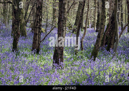 Effingham Surrey, UK. 23. April 2017. Die Glockenblumen sind an ihrer Spitze am alten Simm Wäldchen in der Nähe von Effingham Surrey, einen schönen duftenden Teppich blau unter den Bäumen zu schaffen. Dies ist eine alte Waldgebiet von hauptsächlich Buche und Splitter Birken wo die traditionellen englischen Glockenblumen gedeihen. Bildnachweis: Julia Gavin UK/Alamy Live-Nachrichten Stockfoto