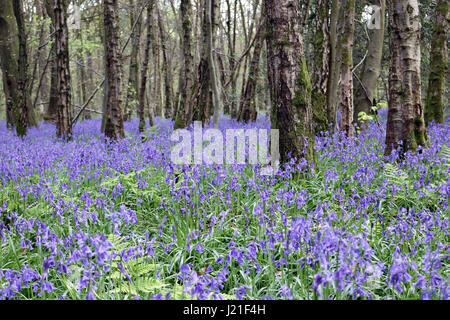 Effingham Surrey, UK. 23. April 2017. Die Glockenblumen sind an ihrer Spitze am alten Simm Wäldchen in der Nähe von Effingham Surrey, einen schönen duftenden Teppich blau unter den Bäumen zu schaffen. Dies ist eine alte Waldgebiet von hauptsächlich Buche und Splitter Birken wo die traditionellen englischen Glockenblumen gedeihen. Bildnachweis: Julia Gavin UK/Alamy Live-Nachrichten Stockfoto