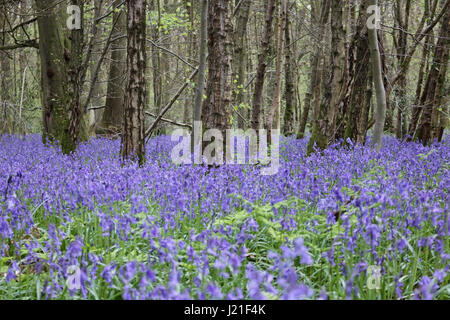 Effingham Surrey, UK. 23. April 2017. Die Glockenblumen sind an ihrer Spitze am alten Simm Wäldchen in der Nähe von Effingham Surrey, einen schönen duftenden Teppich blau unter den Bäumen zu schaffen. Dies ist eine alte Waldgebiet von hauptsächlich Buche und Splitter Birken wo die traditionellen englischen Glockenblumen gedeihen. Bildnachweis: Julia Gavin UK/Alamy Live-Nachrichten Stockfoto