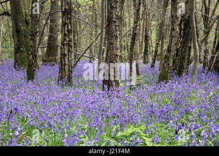 Effingham Surrey, UK. 23. April 2017. Die Glockenblumen sind an ihrer Spitze am alten Simm Wäldchen in der Nähe von Effingham Surrey, einen schönen duftenden Teppich blau unter den Bäumen zu schaffen. Dies ist eine alte Waldgebiet von hauptsächlich Buche und Splitter Birken wo die traditionellen englischen Glockenblumen gedeihen. Bildnachweis: Julia Gavin UK/Alamy Live-Nachrichten Stockfoto