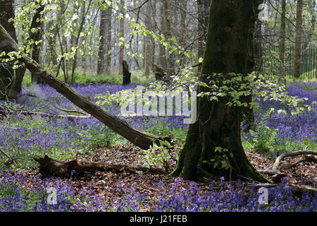 Effingham Surrey, UK. 23. April 2017. Die Glockenblumen sind an ihrer Spitze am alten Simm Wäldchen in der Nähe von Effingham Surrey, einen schönen duftenden Teppich blau unter den Bäumen zu schaffen. Dies ist eine alte Waldgebiet von hauptsächlich Buche und Splitter Birken wo die traditionellen englischen Glockenblumen gedeihen. Bildnachweis: Julia Gavin UK/Alamy Live-Nachrichten Stockfoto