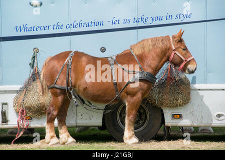 Harbridge, Ringwood, Hampshire, Großbritannien, 23.. April 2017. Schweres Pferd bei der Veranstaltung der Southern Counties Heavy Horse Association. Stockfoto