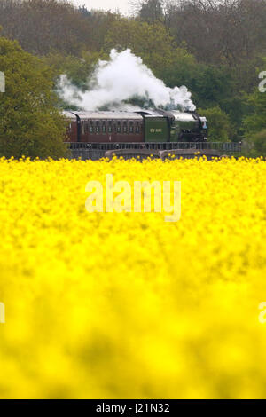 Peterborough, UK. 23. April 2017. Der Tornado Dampf Lok 60163 macht seine entlang der Nene Valley Railway vorbei an einem gelben Raps-Feld in der Nähe von Wansford, Cambridgeshire. Der Tornado ist ein besonderes "Best of Britain" Aussehen an diesem Wochenende nach einer vor kurzem bei 100 km/h auf der East Coast mainline Reise machen. Bildnachweis: Paul Marriott/Alamy Live-Nachrichten Stockfoto