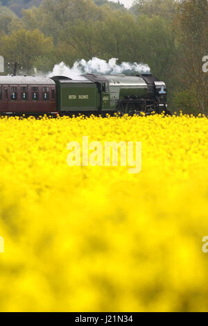 Peterborough, UK. 23. April 2017. Der Tornado Dampf Lok 60163 macht seine entlang der Nene Valley Railway vorbei an einem gelben Raps-Feld in der Nähe von Wansford, Cambridgeshire. Der Tornado ist ein besonderes "Best of Britain" Aussehen an diesem Wochenende nach einer vor kurzem bei 100 km/h auf der East Coast mainline Reise machen. Bildnachweis: Paul Marriott/Alamy Live-Nachrichten Stockfoto