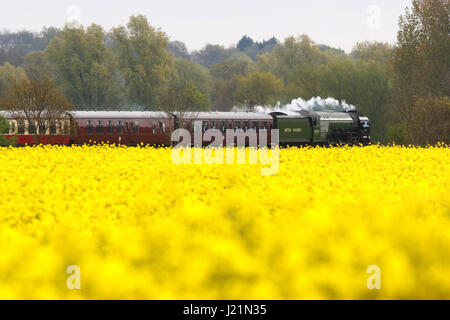 Peterborough, UK. 23. April 2017. Der Tornado Dampf Lok 60163 macht seine entlang der Nene Valley Railway vorbei an einem gelben Raps-Feld in der Nähe von Wansford, Cambridgeshire. Der Tornado ist ein besonderes "Best of Britain" Aussehen an diesem Wochenende nach einer vor kurzem bei 100 km/h auf der East Coast mainline Reise machen. Bildnachweis: Paul Marriott/Alamy Live-Nachrichten Stockfoto