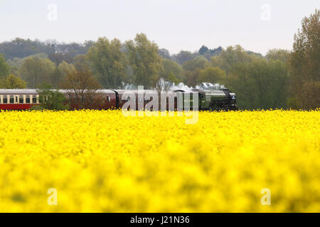 Peterborough, UK. 23. April 2017. Der Tornado Dampf Lok 60163 macht seine entlang der Nene Valley Railway vorbei an einem gelben Raps-Feld in der Nähe von Wansford, Cambridgeshire. Der Tornado ist ein besonderes "Best of Britain" Aussehen an diesem Wochenende nach einer vor kurzem bei 100 km/h auf der East Coast mainline Reise machen. Bildnachweis: Paul Marriott/Alamy Live-Nachrichten Stockfoto