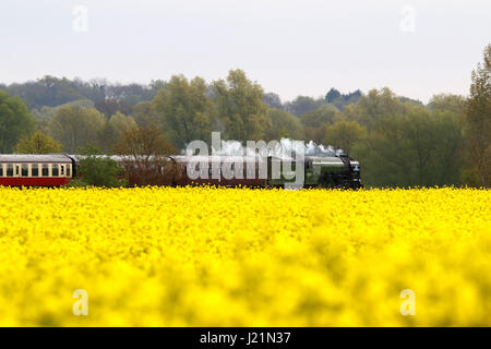 Peterborough, UK. 23. April 2017. Der Tornado Dampf Lok 60163 macht seine entlang der Nene Valley Railway vorbei an einem gelben Raps-Feld in der Nähe von Wansford, Cambridgeshire. Der Tornado ist ein besonderes "Best of Britain" Aussehen an diesem Wochenende nach einer vor kurzem bei 100 km/h auf der East Coast mainline Reise machen. Bildnachweis: Paul Marriott/Alamy Live-Nachrichten Stockfoto