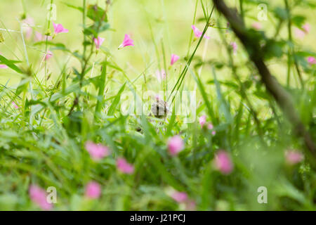Asuncion, Paraguay. 23. April 2017. Teilweise bewölkt mit sonnigen Abschnitten in Asuncion wie Safran Finch (Sicalis Flaveola) ernährt sich von Rasen Boden mit rosa Sauerklee (Oxalis Gliedertiere) Blumen bedeckt, ist in sonnigen Pause in Paraguays Hauptstadt gesehen. Bildnachweis: Andre M. Chang/ARDUOPRESS/Alamy Live-Nachrichten Stockfoto