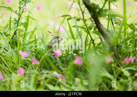 Asuncion, Paraguay. 23. April 2017. Teilweise bewölkt mit sonnigen Abschnitten in Asuncion wie Safran Finch (Sicalis Flaveola) ernährt sich von Rasen Boden mit rosa Sauerklee (Oxalis Gliedertiere) Blumen bedeckt, ist in sonnigen Pause in Paraguays Hauptstadt gesehen. Bildnachweis: Andre M. Chang/ARDUOPRESS/Alamy Live-Nachrichten Stockfoto