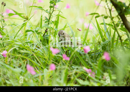 Asuncion, Paraguay. 23. April 2017. Teilweise bewölkt mit sonnigen Abschnitten in Asuncion wie Safran Finch (Sicalis Flaveola) ernährt sich von Rasen Boden mit rosa Sauerklee (Oxalis Gliedertiere) Blumen bedeckt, ist in sonnigen Pause in Paraguays Hauptstadt gesehen. Bildnachweis: Andre M. Chang/ARDUOPRESS/Alamy Live-Nachrichten Stockfoto