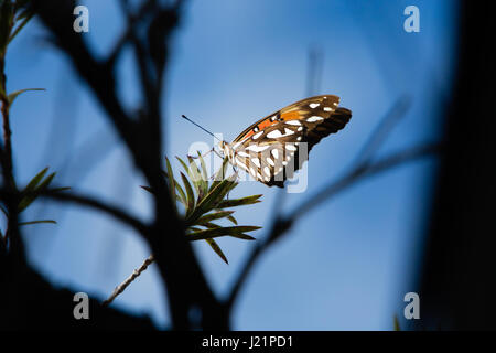 Asunción, Paraguay. 23 Apr, 2017. Leicht bewölkt mit sonnigen Perioden in Asuncion wie Golf fritillary oder Leidenschaft Schmetterling (Agraulis vanillae) ruht auf einem weinenden bottlebrush (Melaleuca Viminalis) Pflanze, während der sonnigen Intervall in Paraguays Hauptstadt gesehen wird. Credit: Andre M. Chang/ARDUOPRESS/Alamy leben Nachrichten Stockfoto