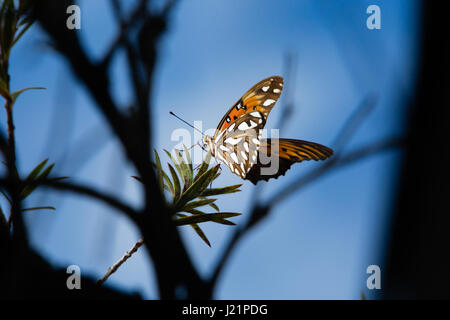 Asunción, Paraguay. 23 Apr, 2017. Leicht bewölkt mit sonnigen Perioden in Asuncion wie Golf fritillary oder Leidenschaft Schmetterling (Agraulis vanillae) ruht auf einem weinenden bottlebrush (Melaleuca Viminalis) Pflanze, während der sonnigen Intervall in Paraguays Hauptstadt gesehen wird. Credit: Andre M. Chang/ARDUOPRESS/Alamy leben Nachrichten Stockfoto