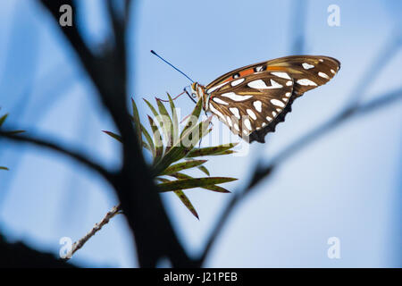 Asunción, Paraguay. 23 Apr, 2017. Leicht bewölkt mit sonnigen Perioden in Asuncion wie Golf fritillary oder Leidenschaft Schmetterling (Agraulis vanillae) ruht auf einem weinenden bottlebrush (Melaleuca Viminalis) Pflanze, während der sonnigen Intervall in Paraguays Hauptstadt gesehen wird. Credit: Andre M. Chang/ARDUOPRESS/Alamy leben Nachrichten Stockfoto