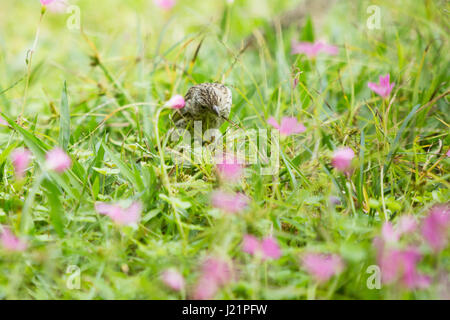 Asuncion, Paraguay. 23. April 2017. Teilweise bewölkt mit sonnigen Abschnitten in Asuncion wie Safran Finch (Sicalis Flaveola) ernährt sich von Rasen Boden mit rosa Sauerklee (Oxalis Gliedertiere) Blumen bedeckt, ist in sonnigen Pause in Paraguays Hauptstadt gesehen. Bildnachweis: Andre M. Chang/ARDUOPRESS/Alamy Live-Nachrichten Stockfoto