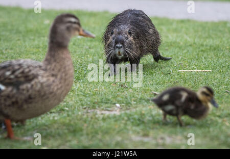 Bad Vilbel, Deutschland. 23. April 2017. Ein Nutrias oder Fluss Ratte (Biber brummeln) versucht, eine Ente und die Entenküken von seiner Präsenz in Bad Vilbel, Deutschland, 23. April 2017 zu vertreiben. Foto: Frank Rumpenhorst/Dpa/Alamy Live News Stockfoto