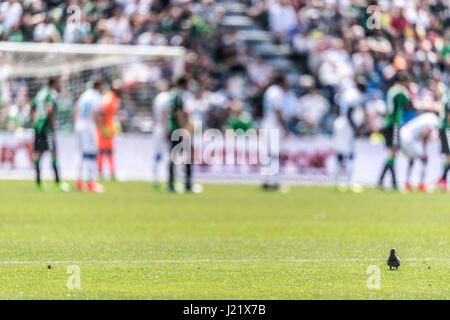 Reggio Emilia, Italien. 23. April 2017. Taube/Fußball: Italienische "Serie A" match zwischen uns Sassuolo 2-2 SSC Napoli bei Mapei-Stadion - Citta del Tricolore in Reggio Emilia, Italien. Bildnachweis: Maurizio Borsari/AFLO/Alamy Live-Nachrichten Stockfoto