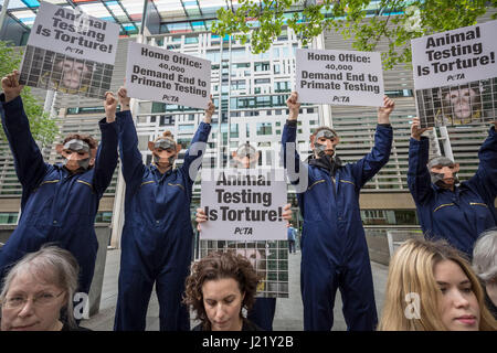 London, UK. 24. April 2017. PETA-Affe-Protest vor dem Innenministerium fordern ein Ende der neurologischen Experimente an Primaten. Bildnachweis: Guy Corbishley/Alamy Live-Nachrichten Stockfoto