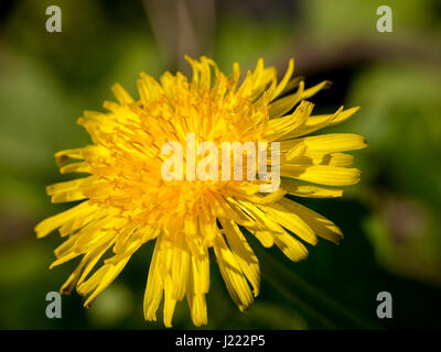 Nahaufnahme von einem Löwenzahn Blüte der Gattung Taraxacum Stockfoto