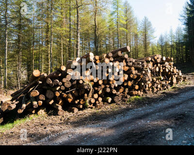 Frisch verliebte sich Cur Holz gestapelt neben der Straße zum Gipfel der Dent in der Seenplatte, Cumbria, England Stockfoto