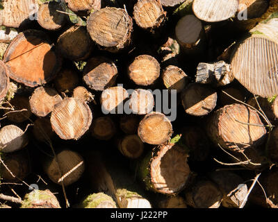 Eine Nahaufnahme von frisch geschnittenem Holz Protokolle Stockfoto