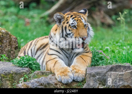 Junge Bengal-Tiger auf dem Rasen liegen und zeigt seine Pfoten Stockfoto